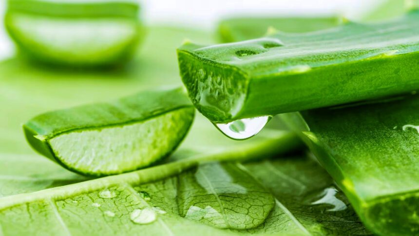 Aloe vera